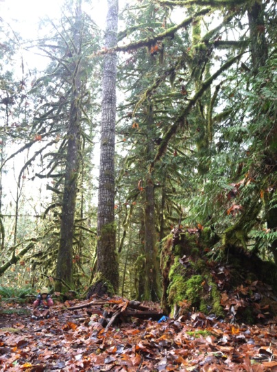 A lichen covered forest