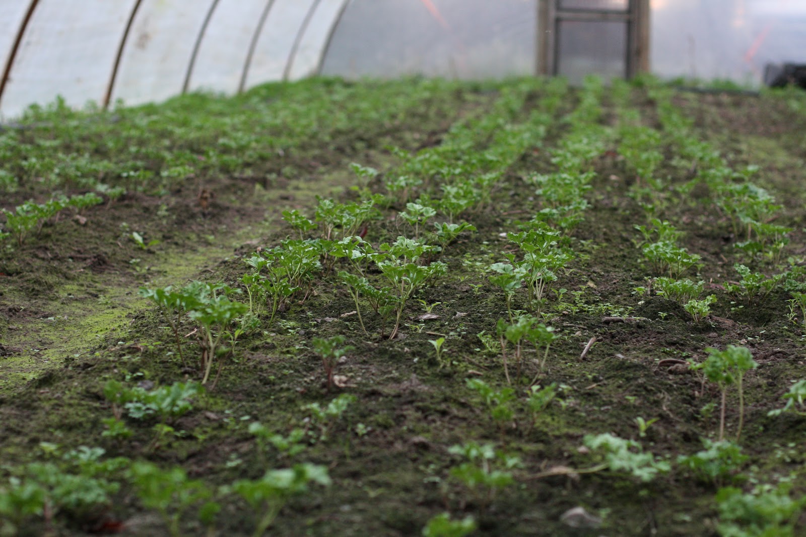 Anemones growing in a greenhouse