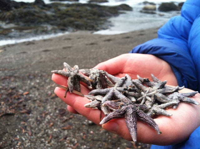 A child with a handful of sea stars