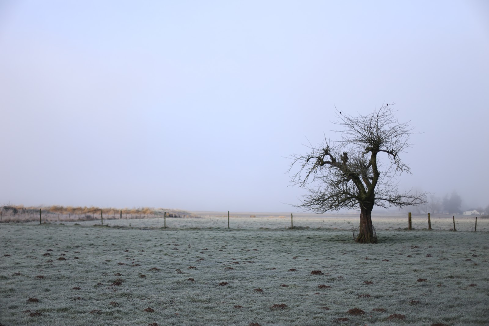 A leafless tree in a frost covered field