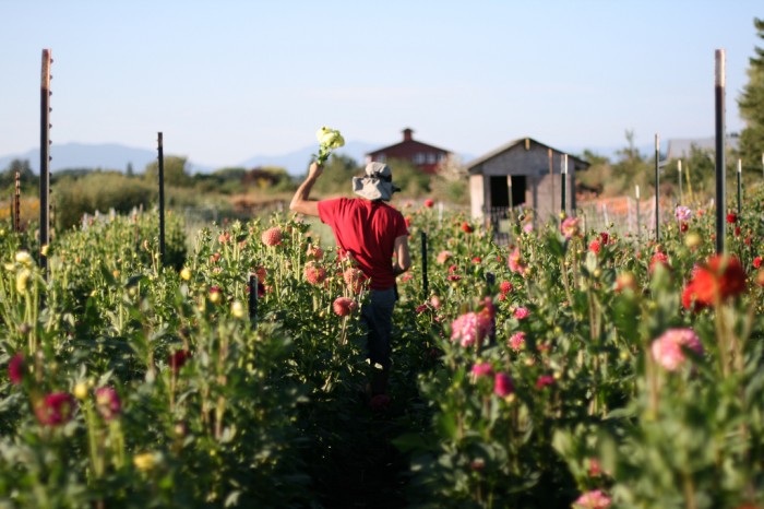 Floret Flower Farm