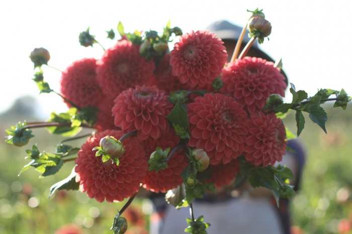 Floret Flower Farm