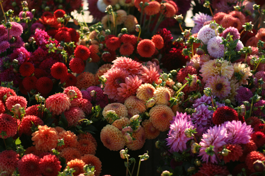 Buckets of dahlias