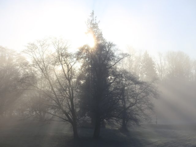 Sunlight piercing a foggy forest