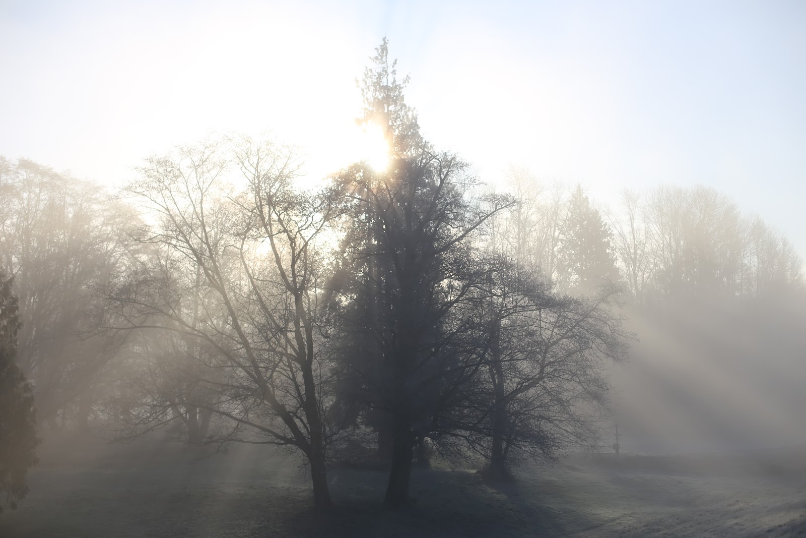 Sunlight piercing a foggy forest