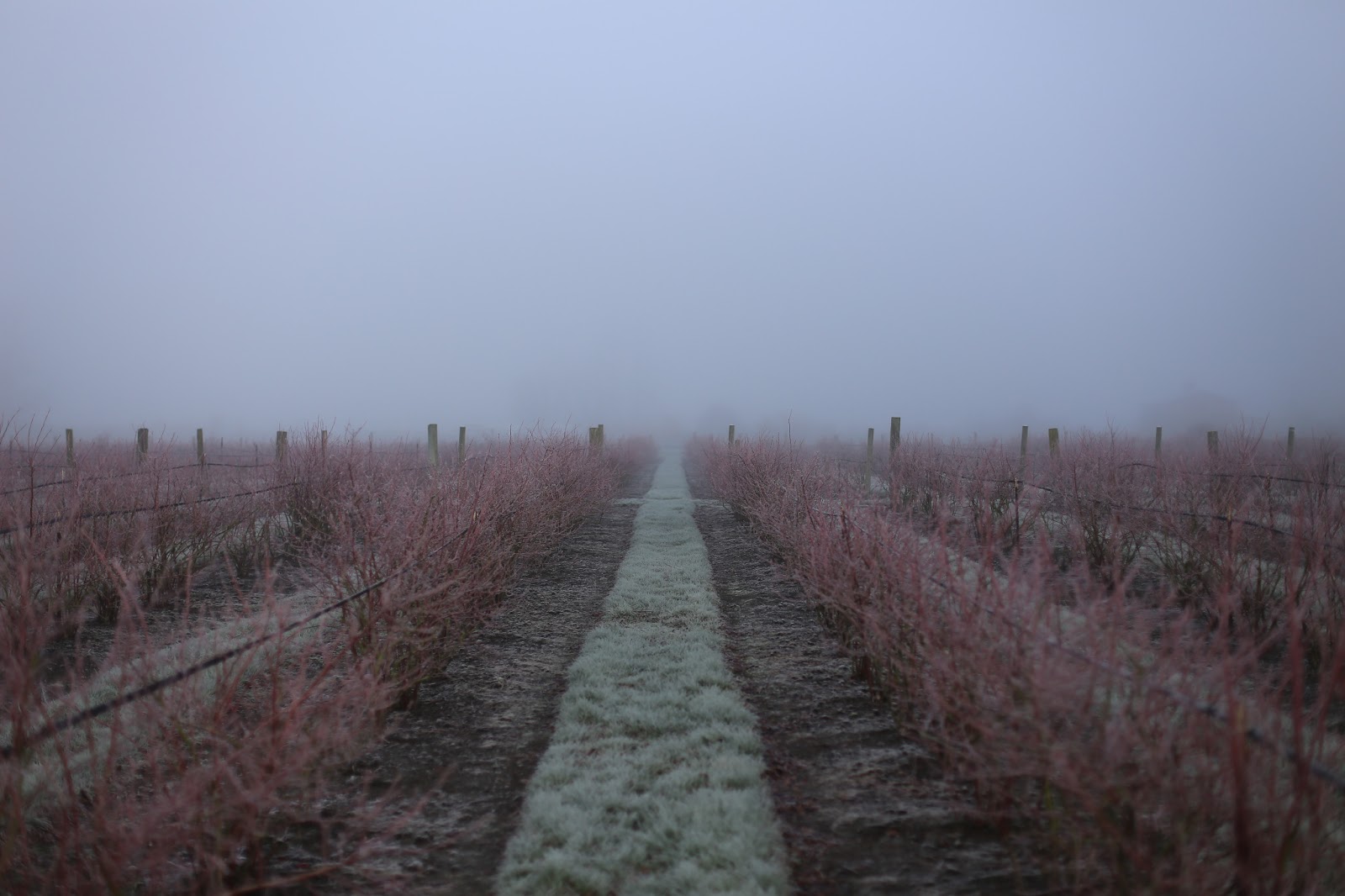 Rows of blueberry bushes after frost