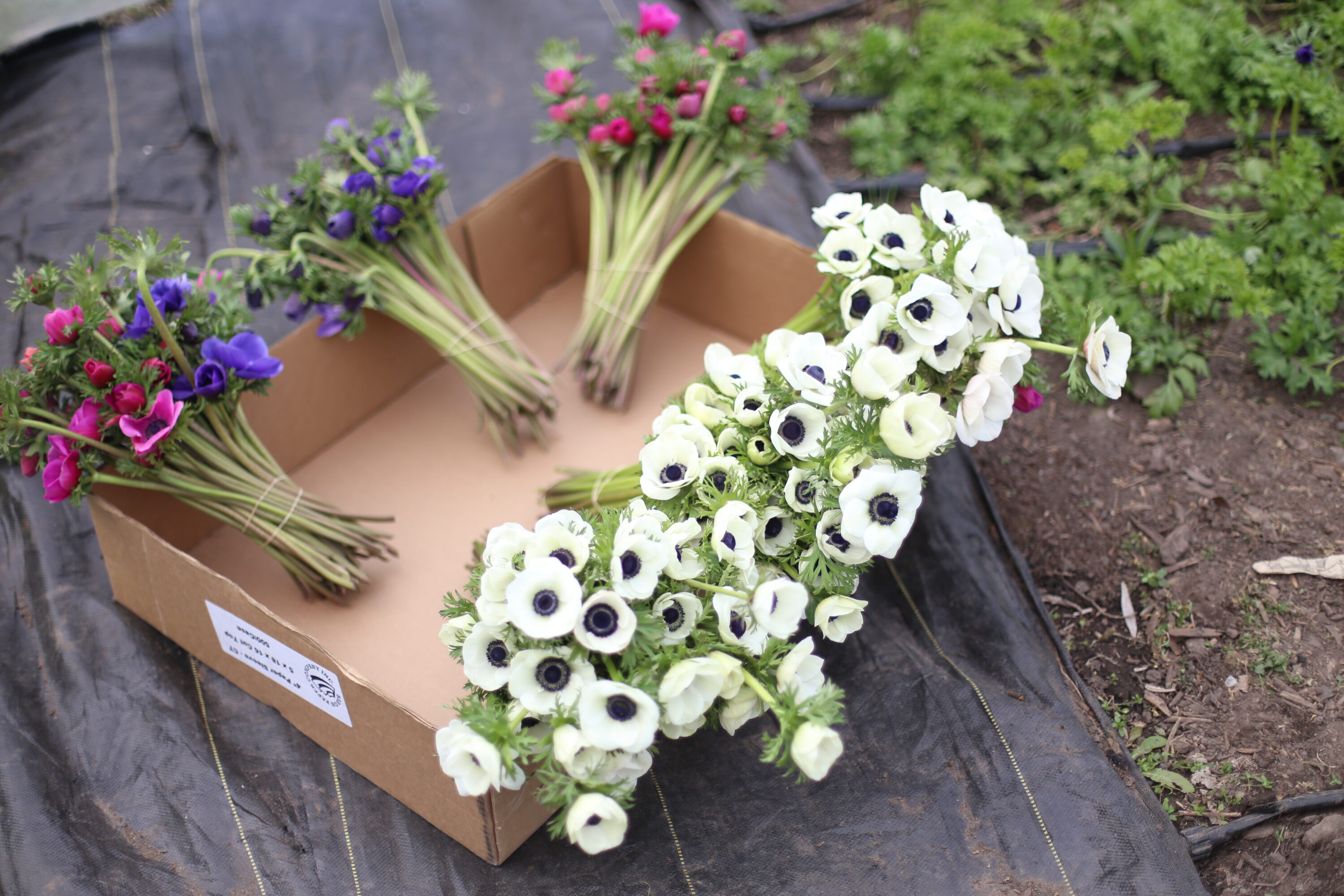 Bunches of anemones in a box