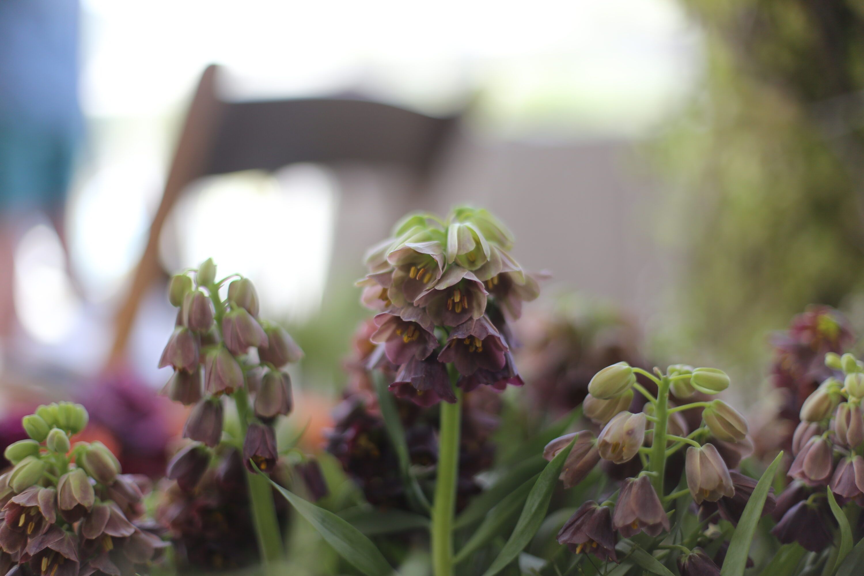 Purple and green flowers