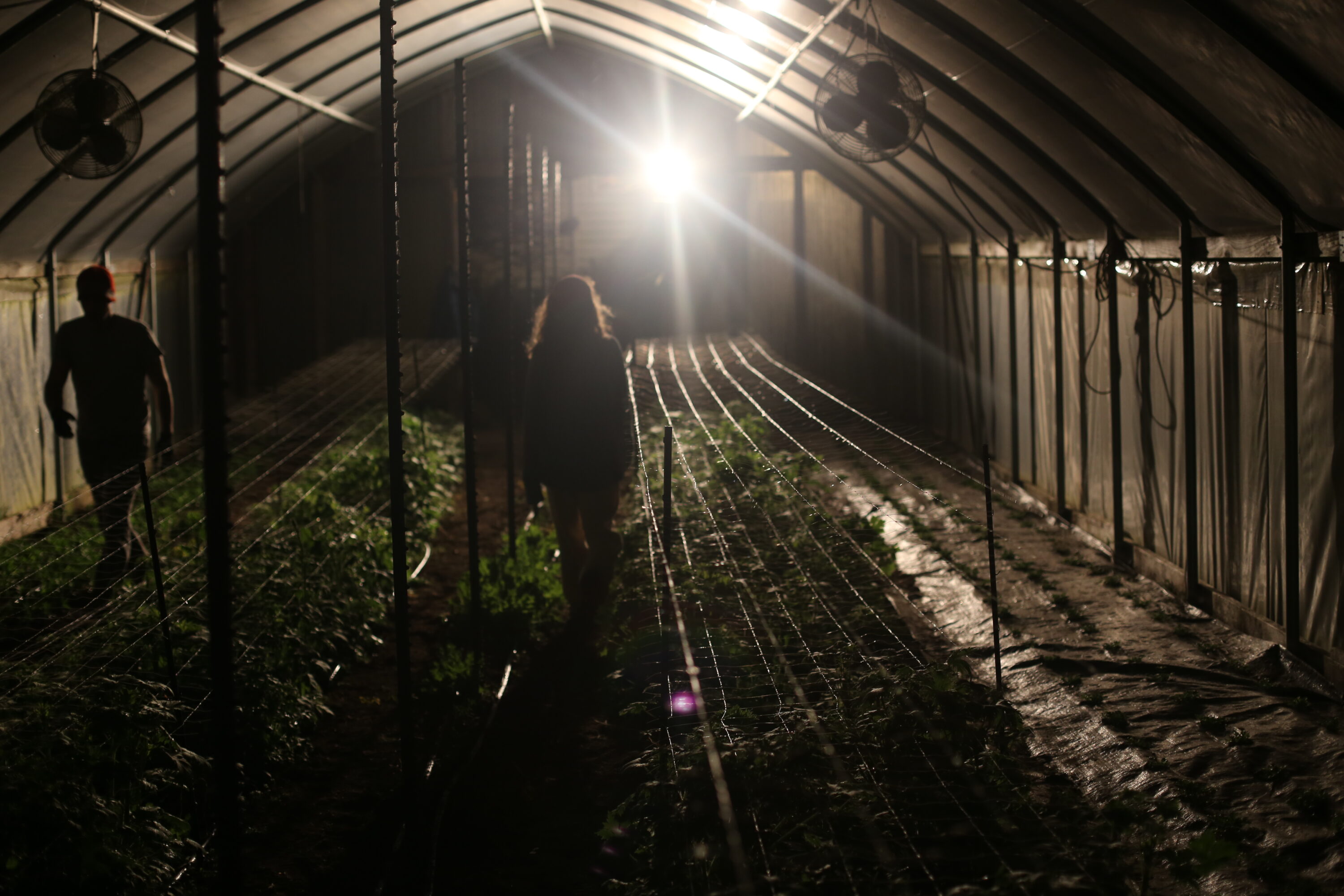 Two people in a greenhouse at night