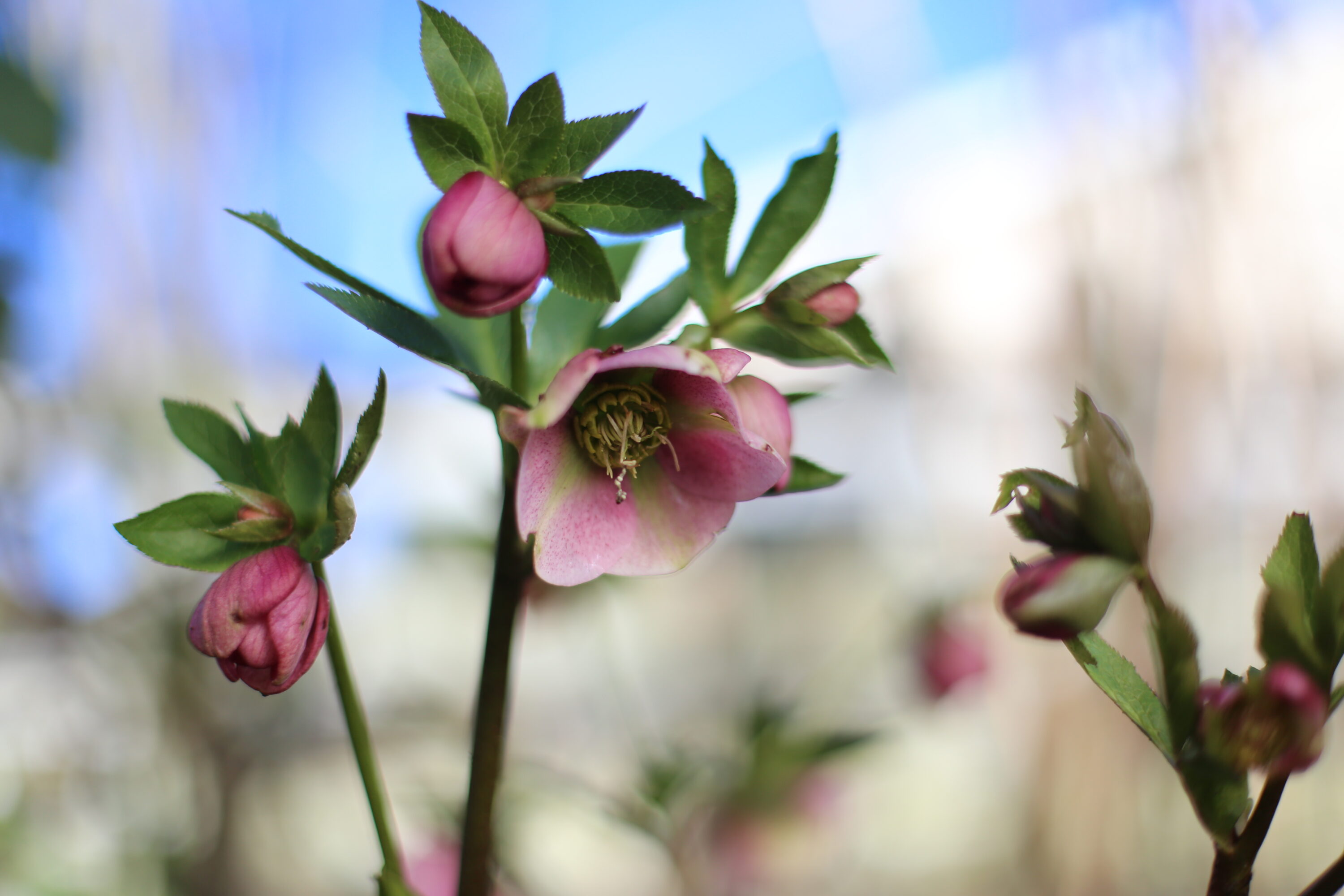 Hellebore flowers