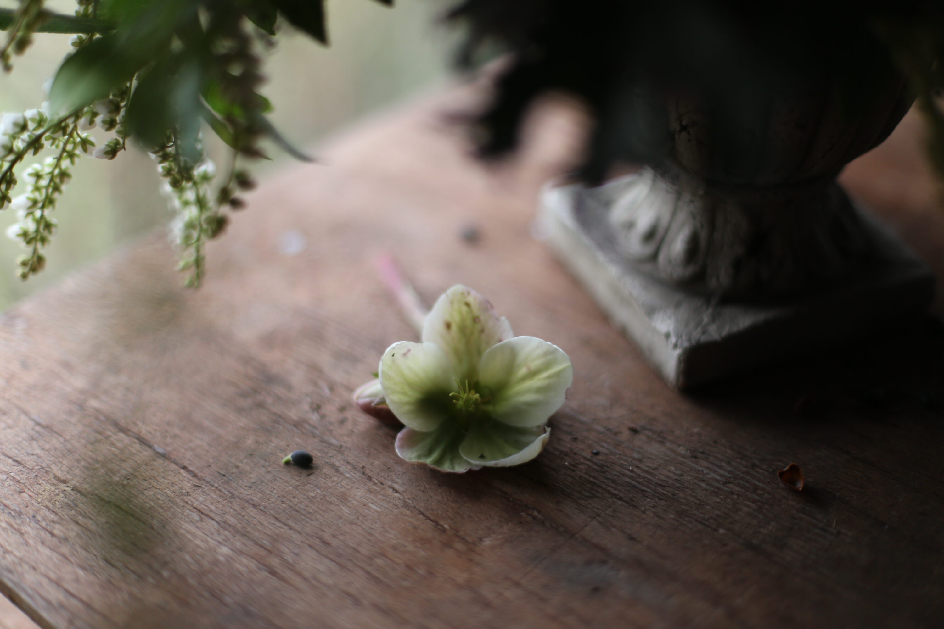 A hellebore bloom