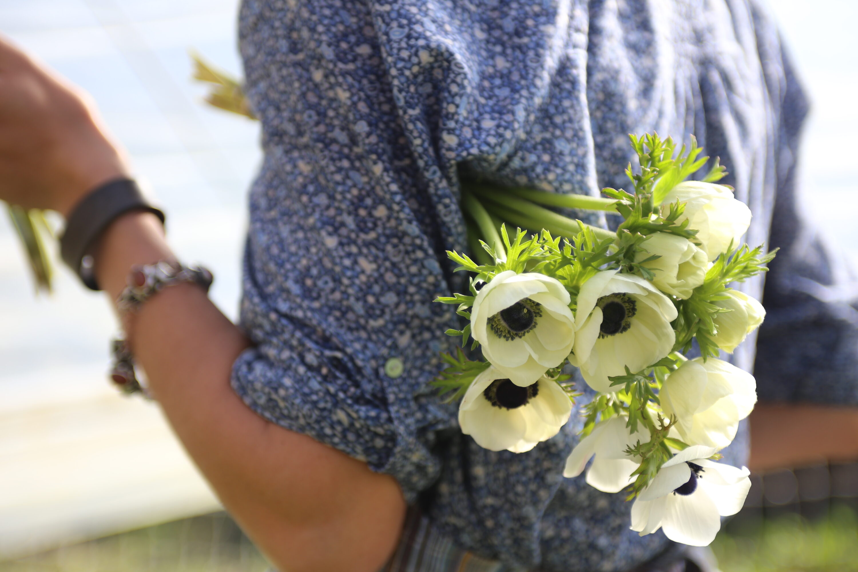 Erin Benzakein harvesting anemones