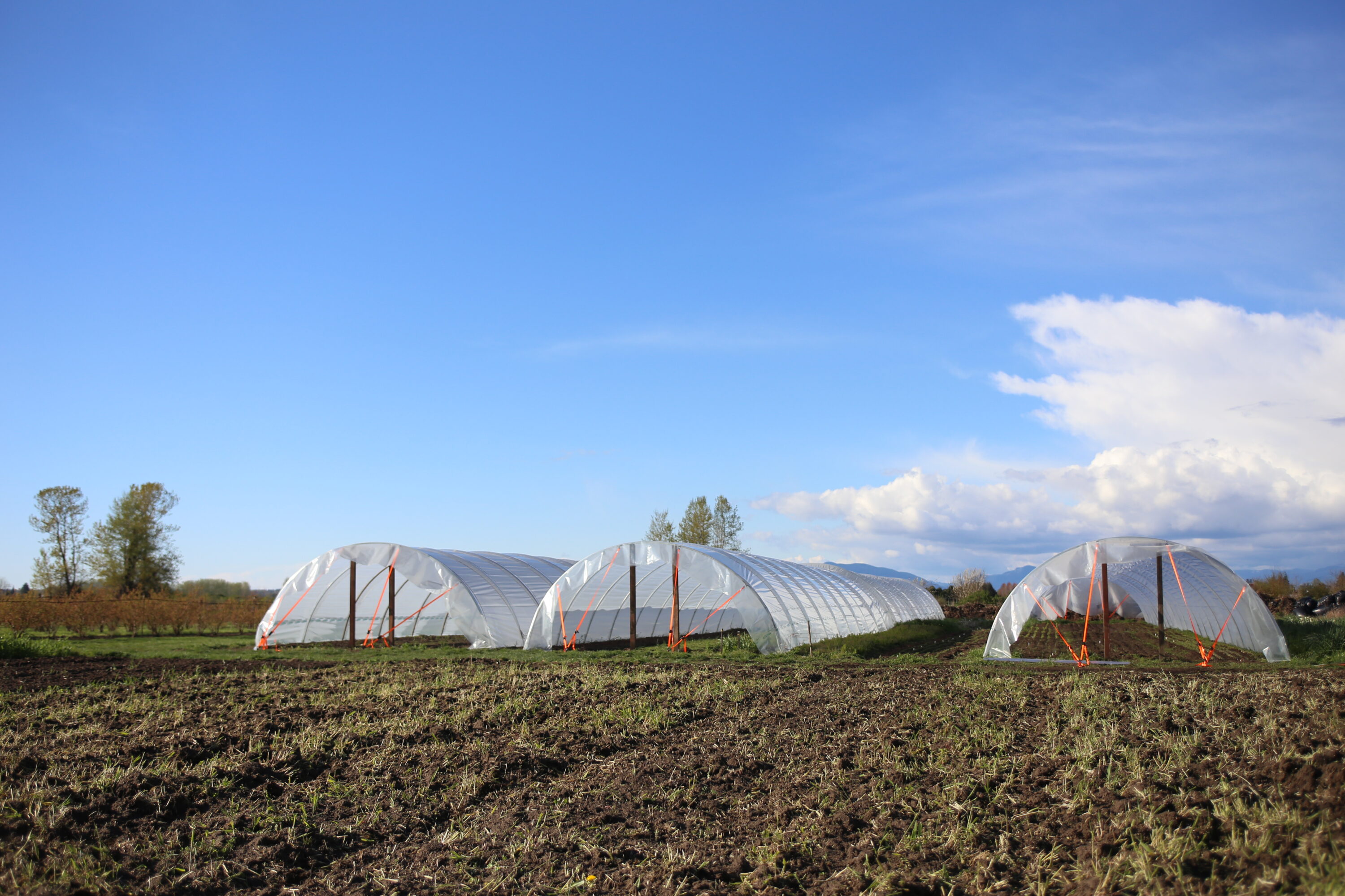 Hoop houses in a field