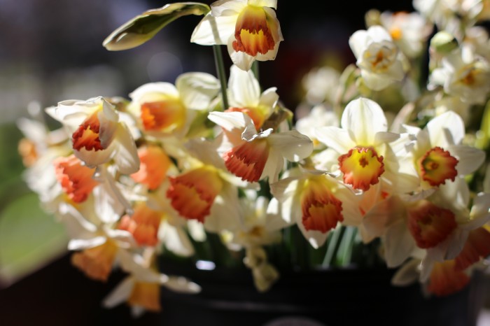 narcissus harvest