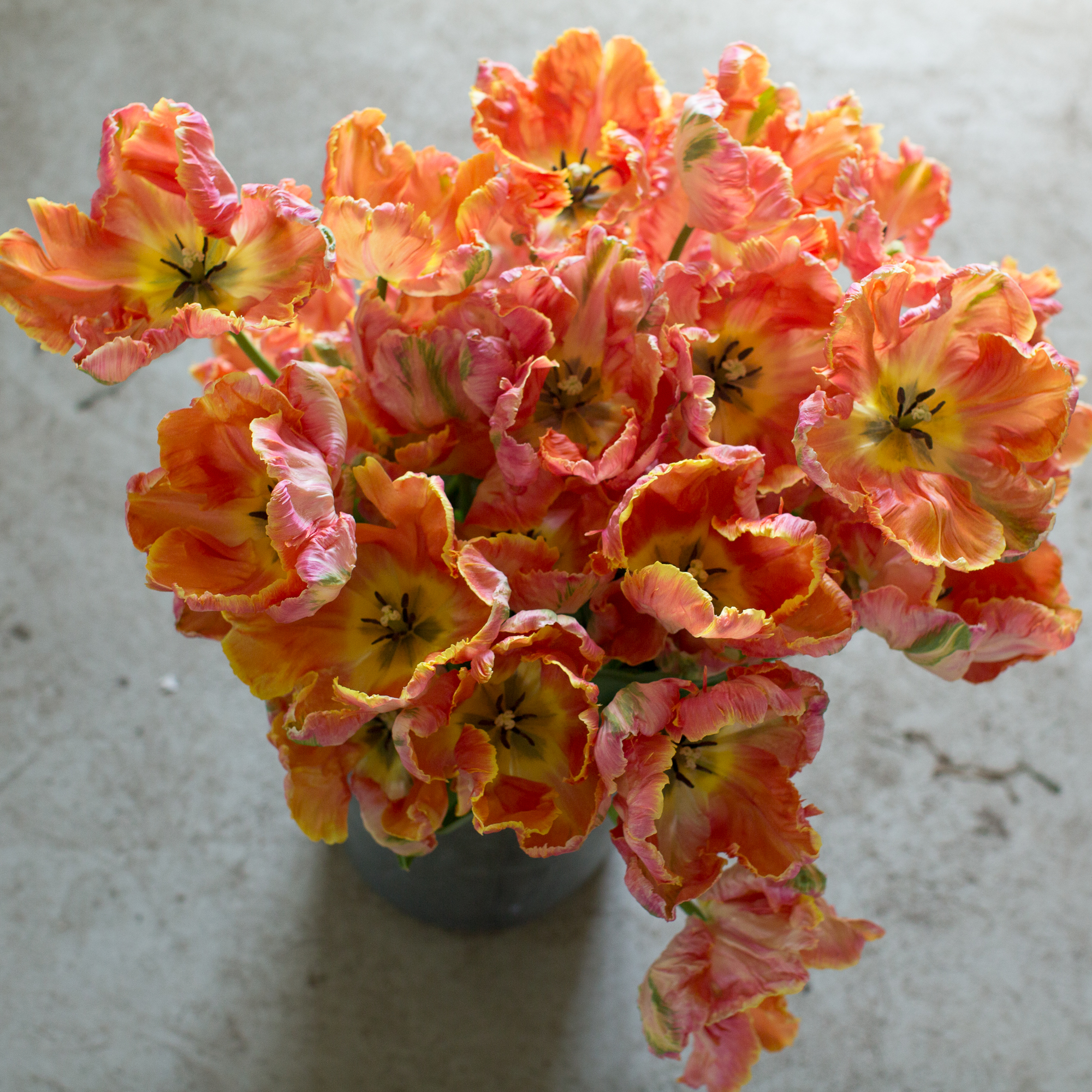 Parrot tulips in a bucket