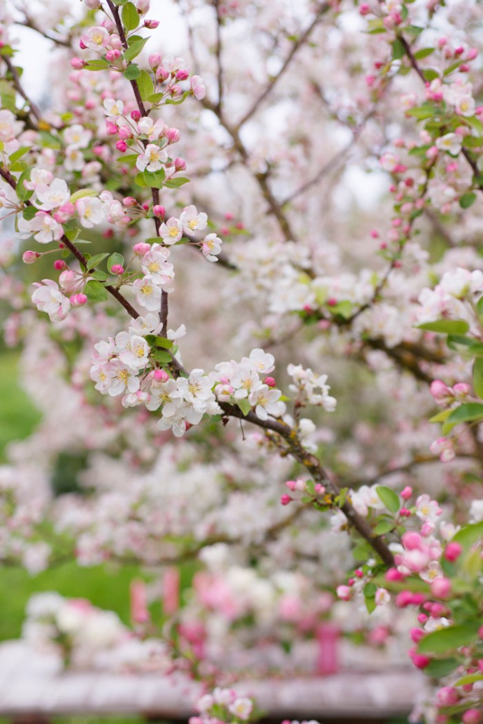 Flowers by Floret Flower Farm, photograph by Georgianna Lane