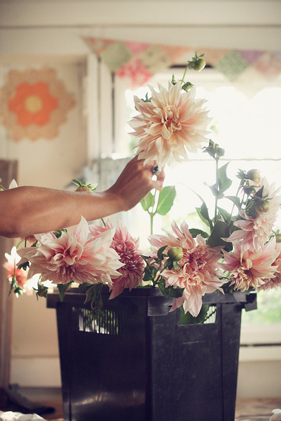 Cafe au Lait dahlias