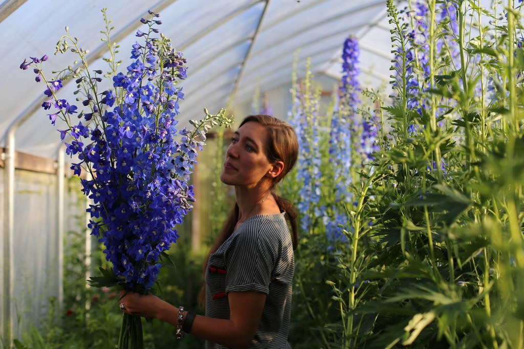 Erin Benzakein harvesting delphinium