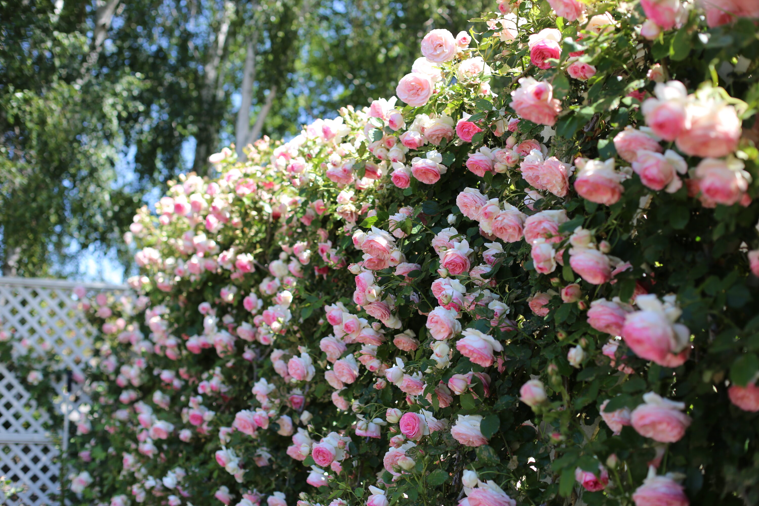 Climbing roses growing on a trellis