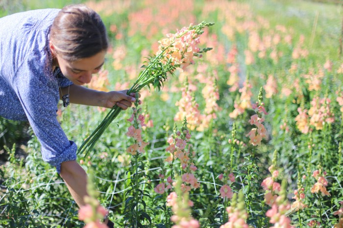 Erin- Chantilly/butterfly snapdragons