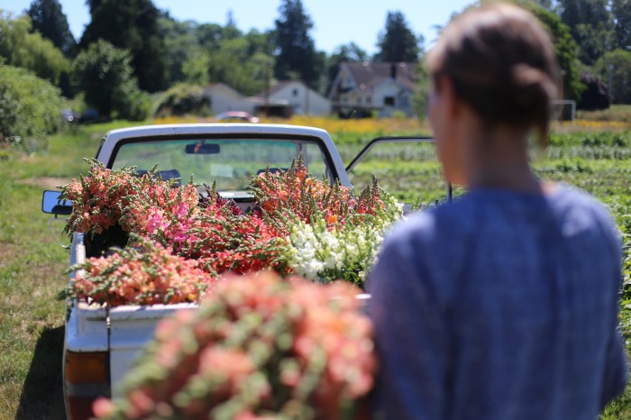 Erin- truckload of butterfly snapdragons