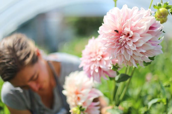 Cafe au Lait Dahlias Floret Flower Farm