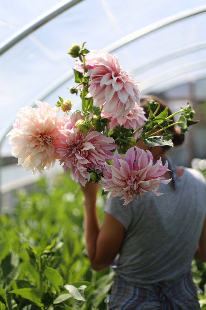 Cafe au Lait Dahlias Floret Flower Farm