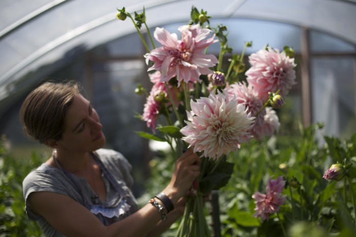 Cafe au Lait Dahlias Floret Flower Farm