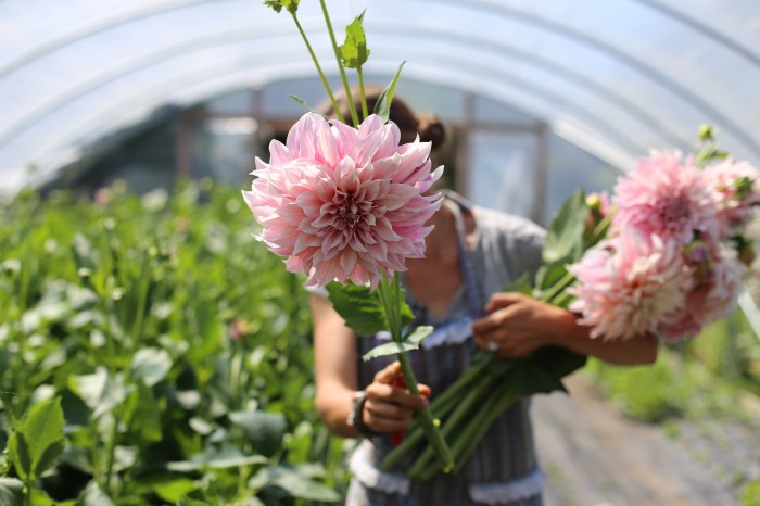 Cafe au Lait Dahlias Floret Flower Farm