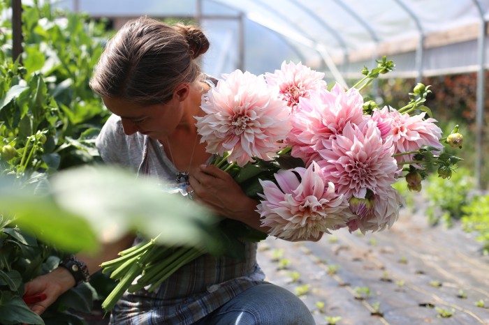 Cafe au Lait Dahlias Floret Flower Farm