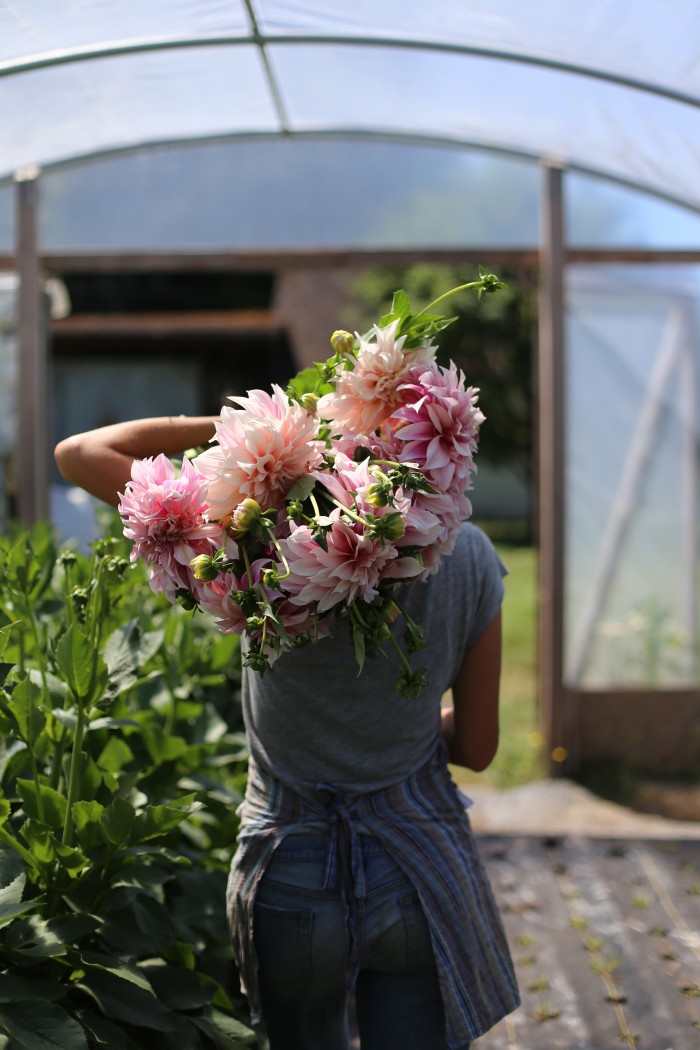 Cafe au Lait Dahlias Floret Flower Farm