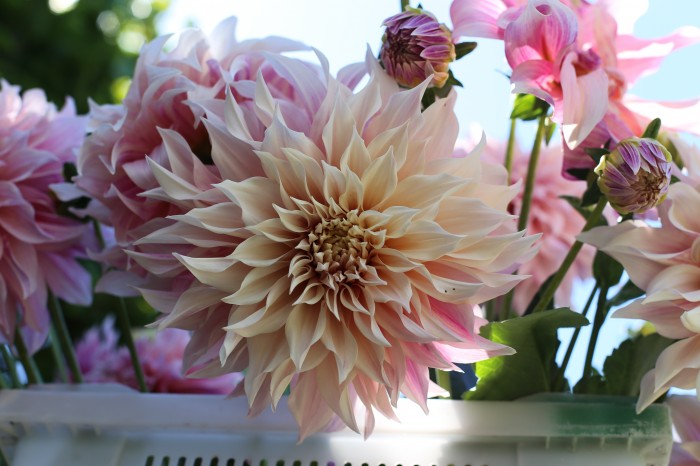 Cafe au Lait Dahlias Floret Flower Farm