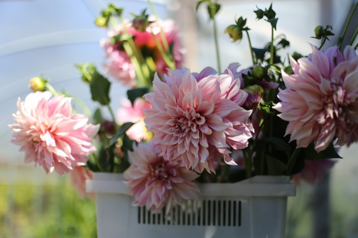 Cafe au Lait Dahlias Floret Flower Farm