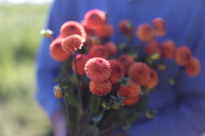 Floret Flower Farm Dahlias