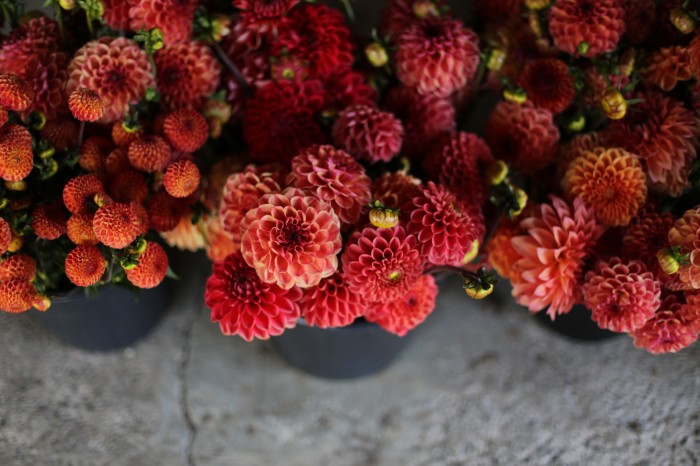 Floret Flower Farm Dahlias