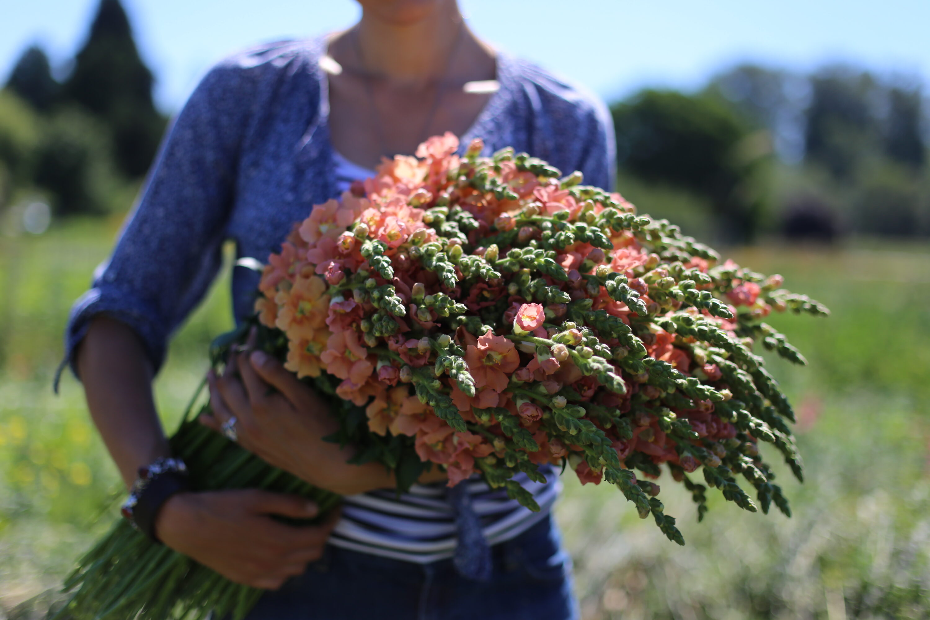 Erin Benzakein with an armload of snapdragons