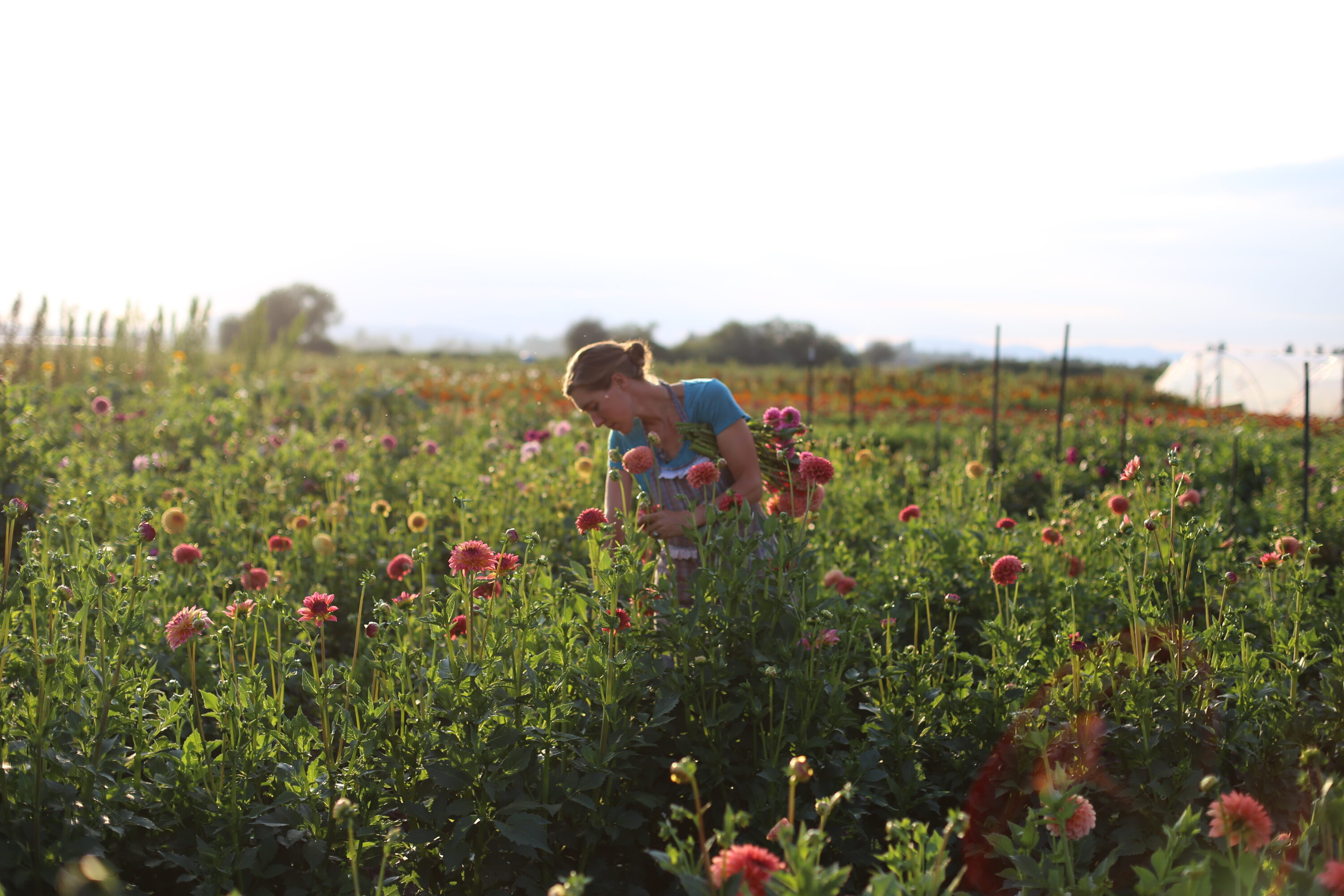 Erin Benzakein harvesting dahlias