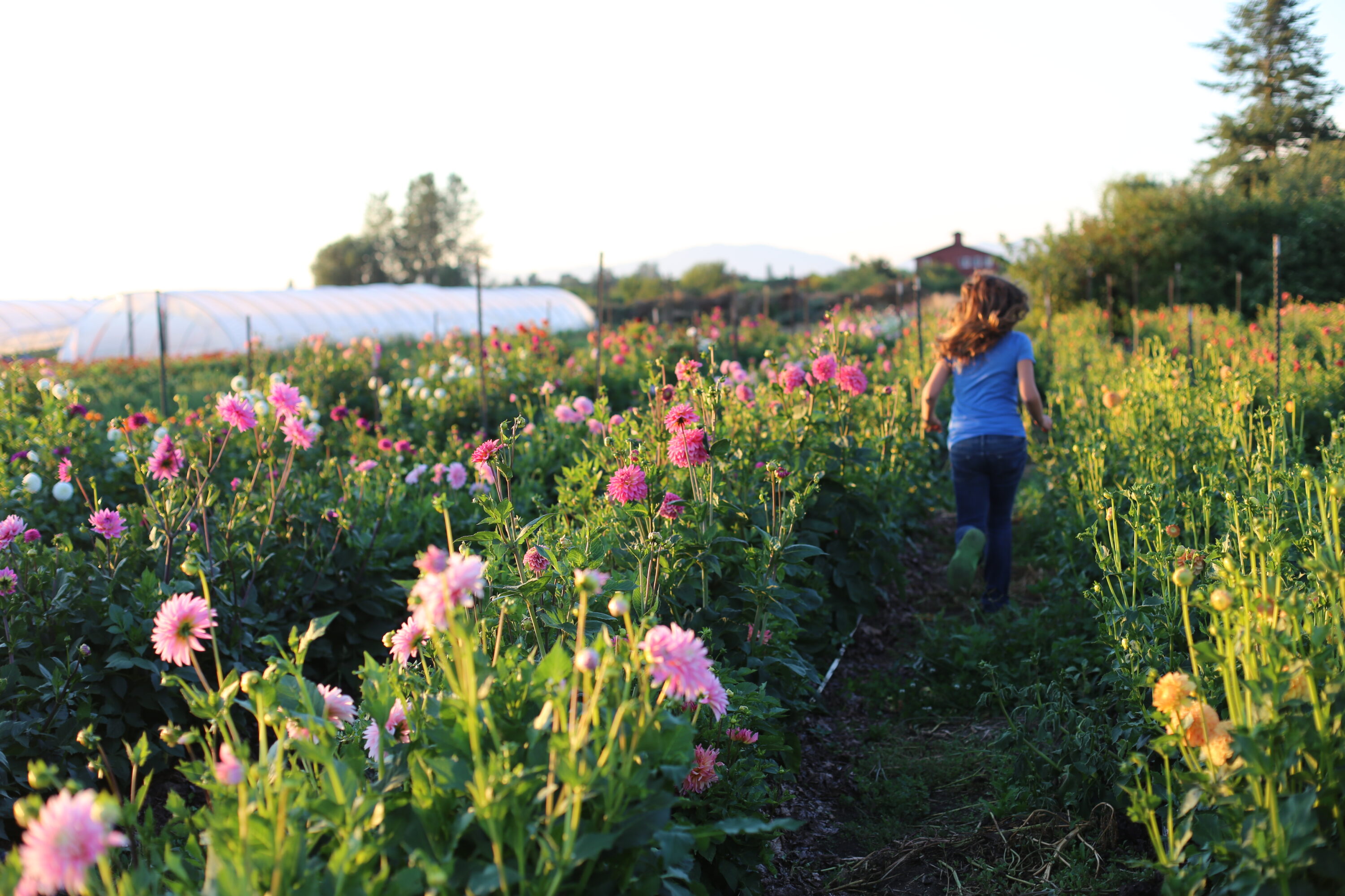 A child running through a field of dahlias