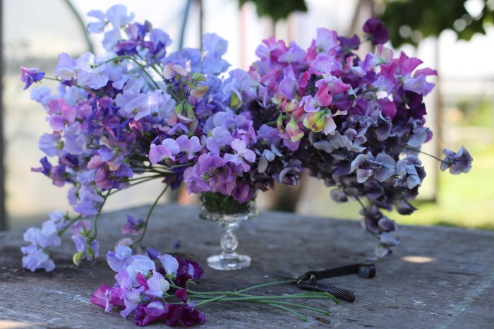 Floret Seasonal Bouquet sweet peas