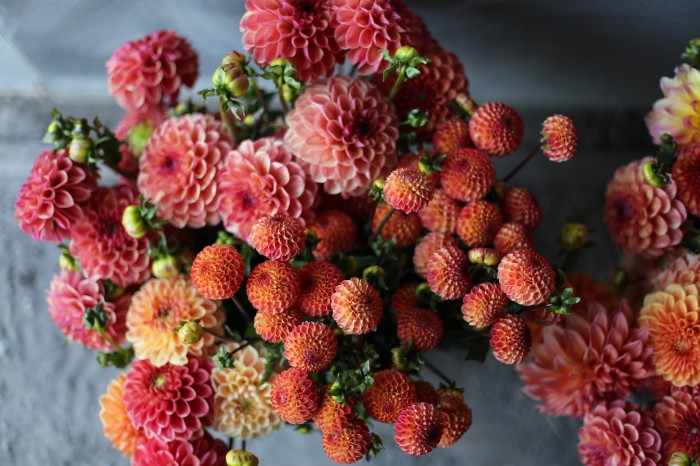 Floret Flower Farm Dahlias