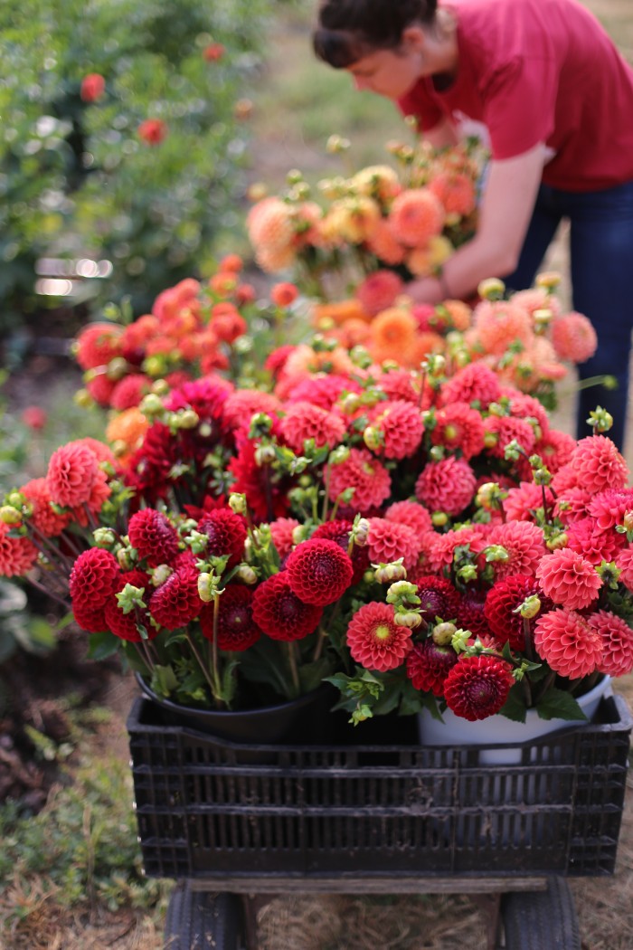 Floret Flower Farm Dahlias