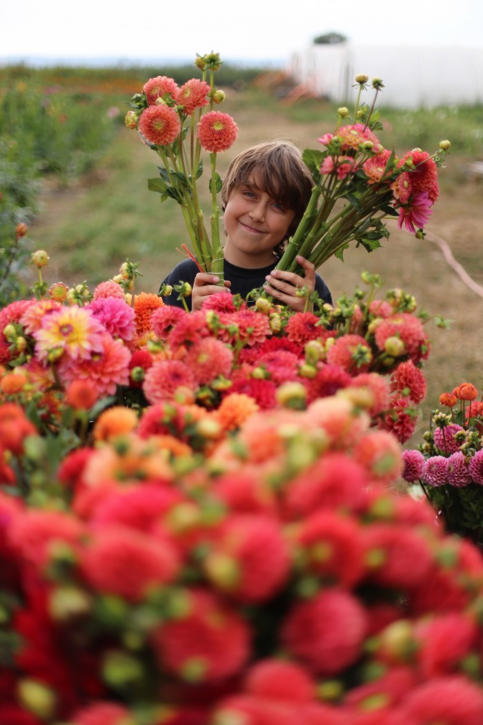 Floret Flower Farm Dahlias Jasper Benzakein