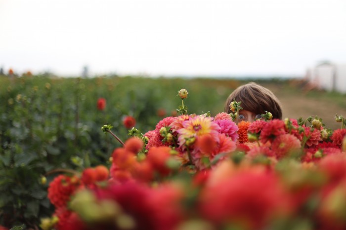 Floret Flower Farm Dahlias Jasper