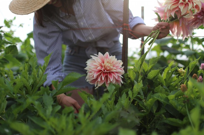 Amy Merrick at Floret picking dahlias