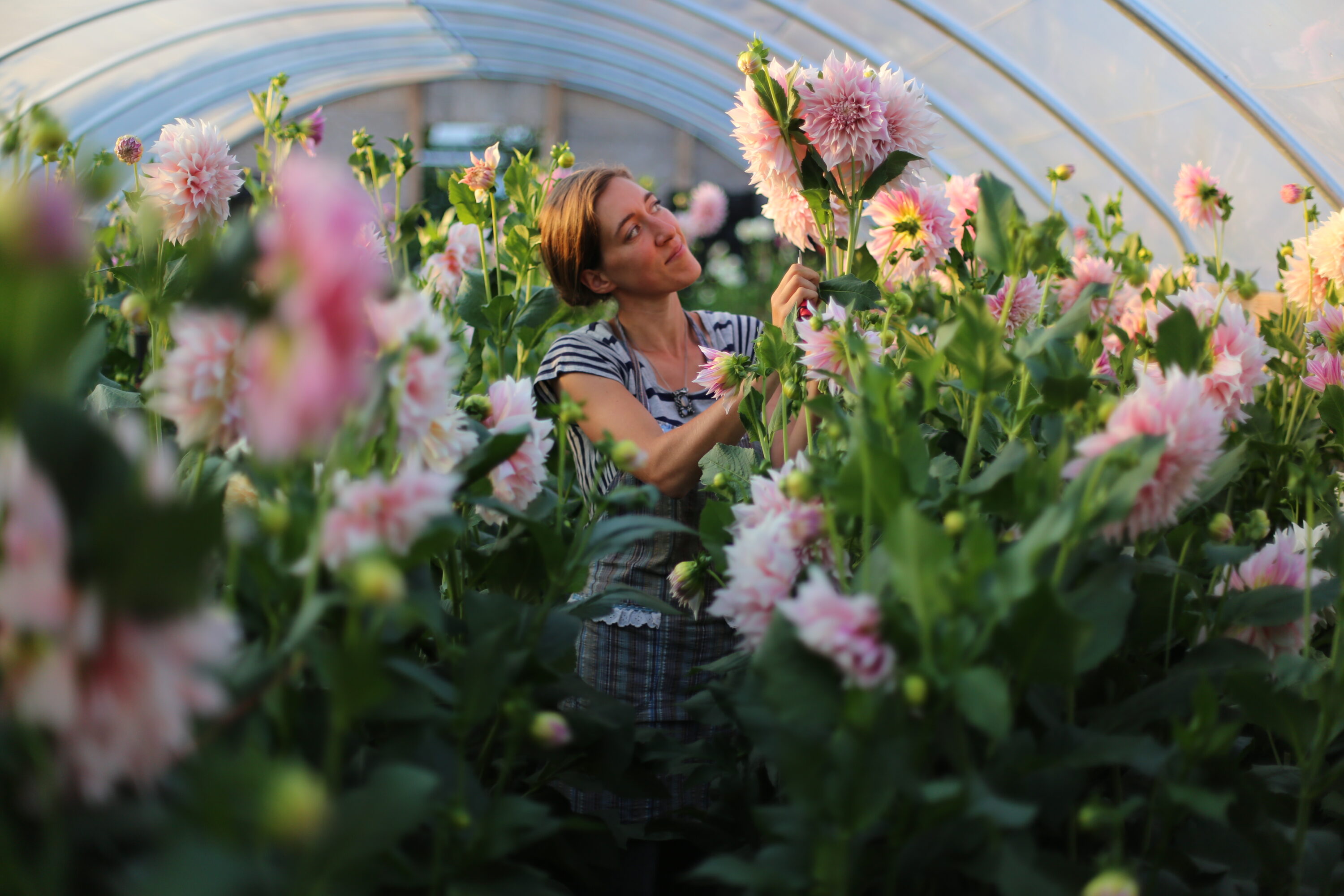 Erin Benzakein harvesting dahlias