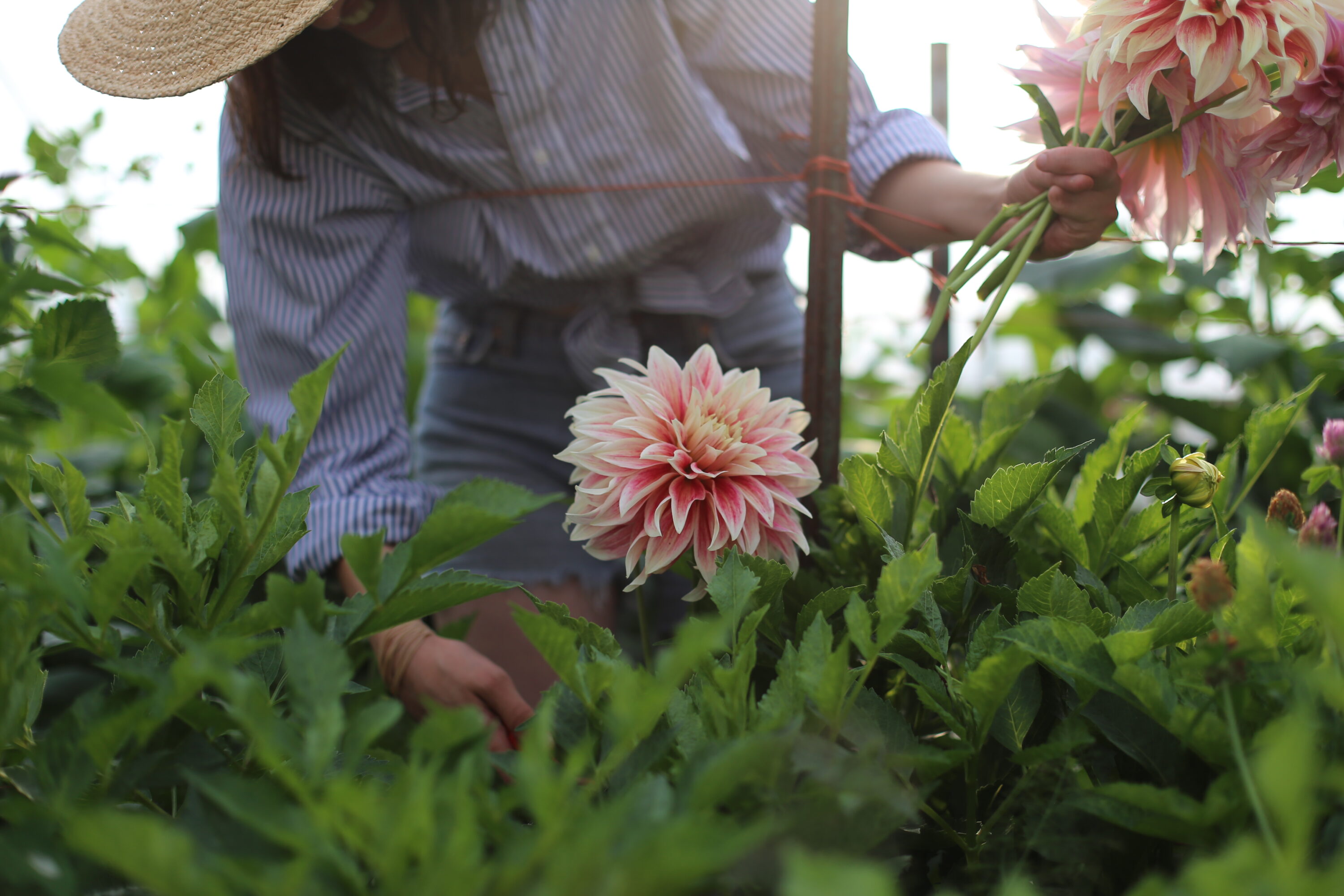 Harvesting dahlias in the field