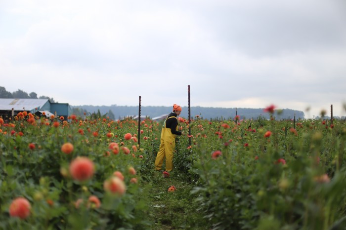 Lily harvesting at Floret