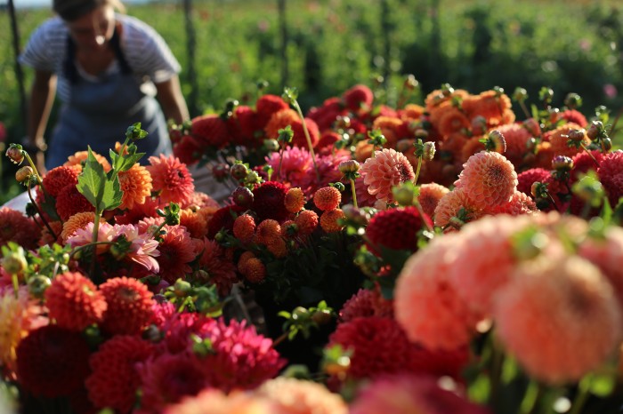 Erin Floret truck of Dahlias