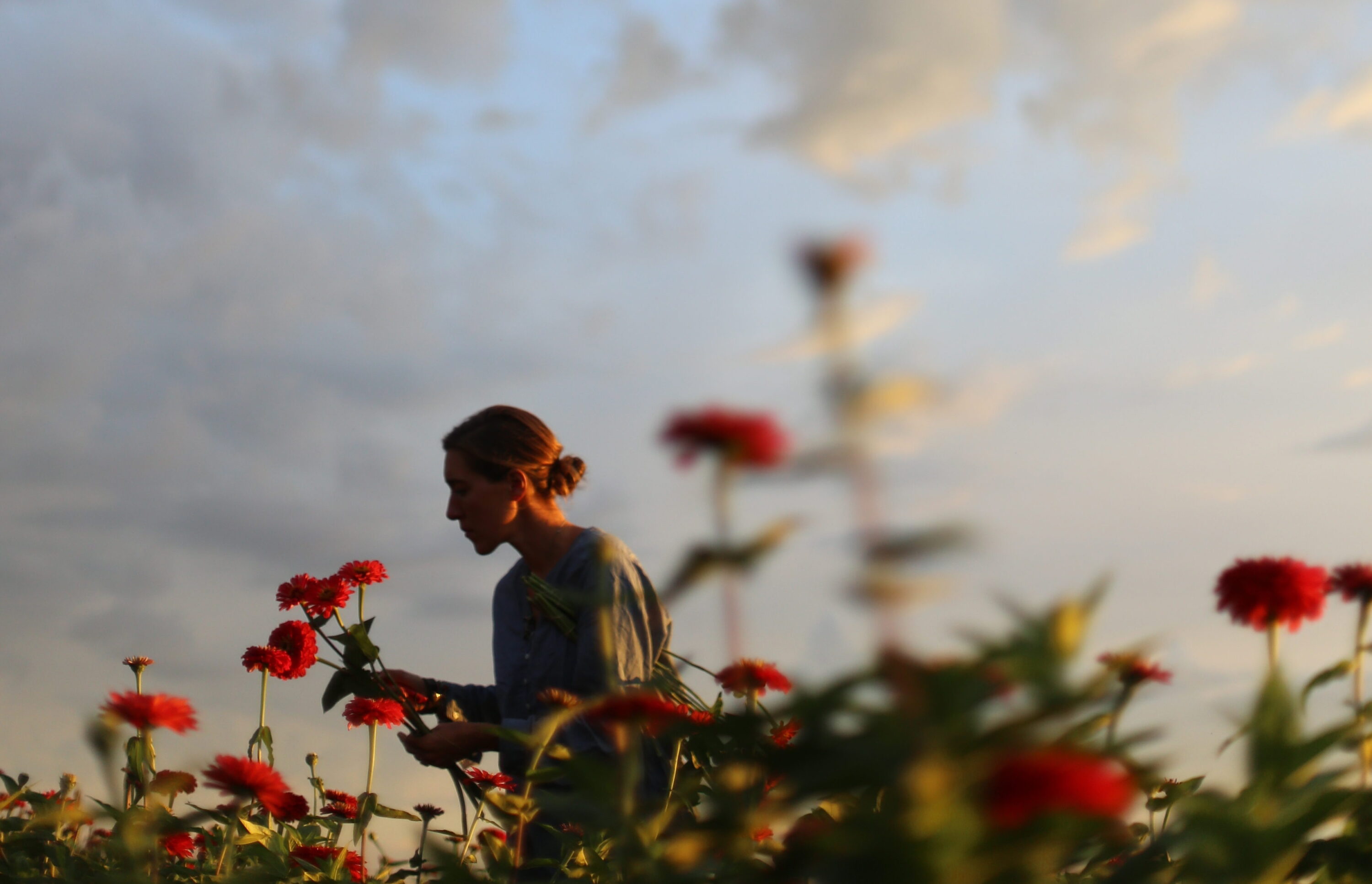 Erin Benzakein harvesting dahlias at sunset