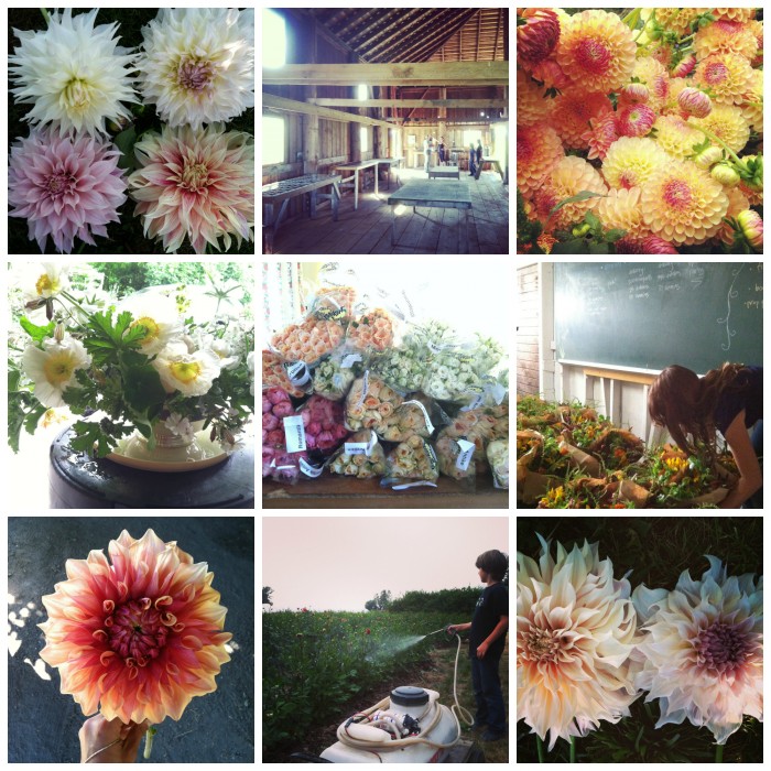 Instagram collage #1